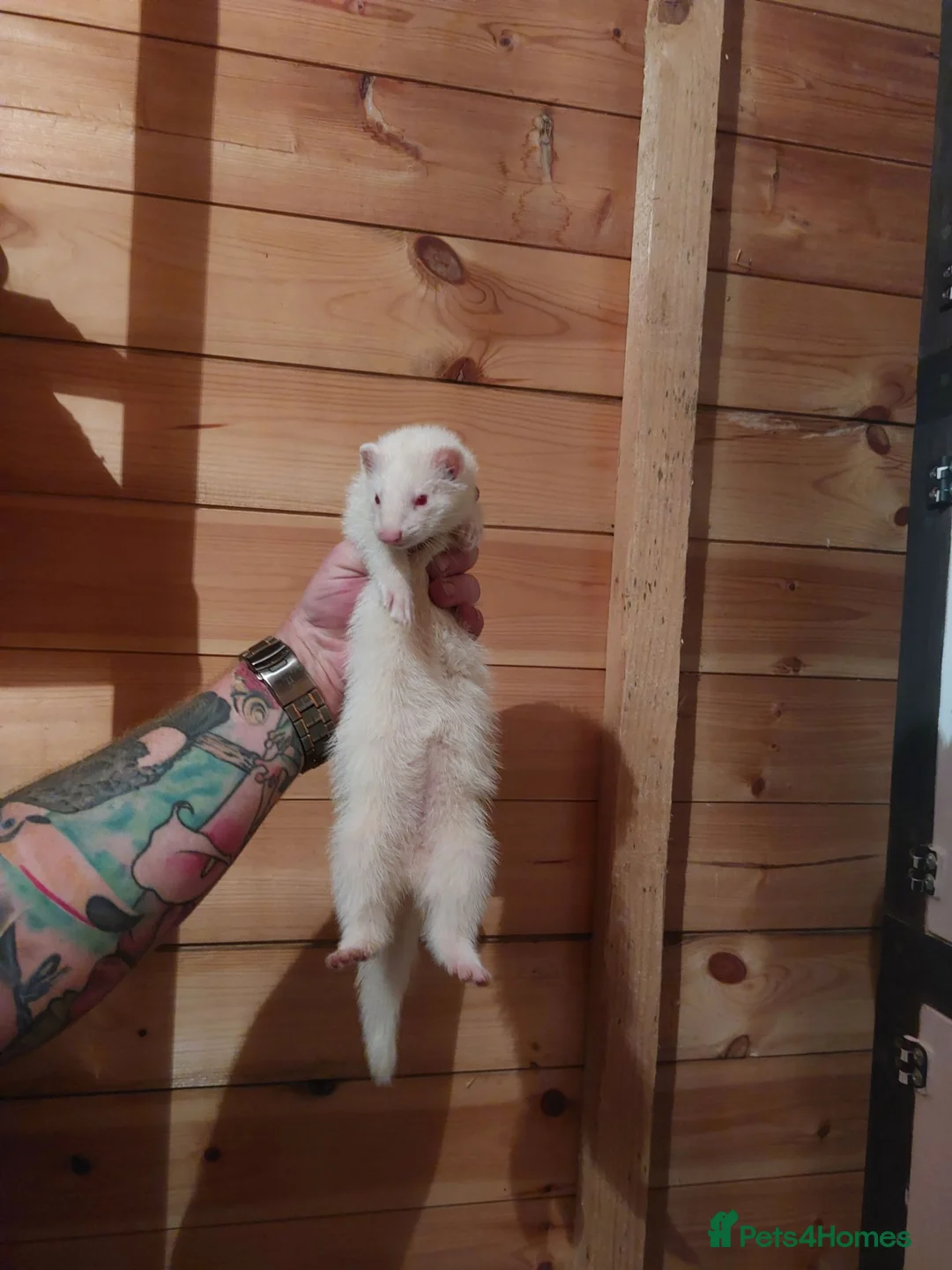Ferret rodents for sale: 2 HOBS LEFT - Albino Kits for sale  - Advert 1