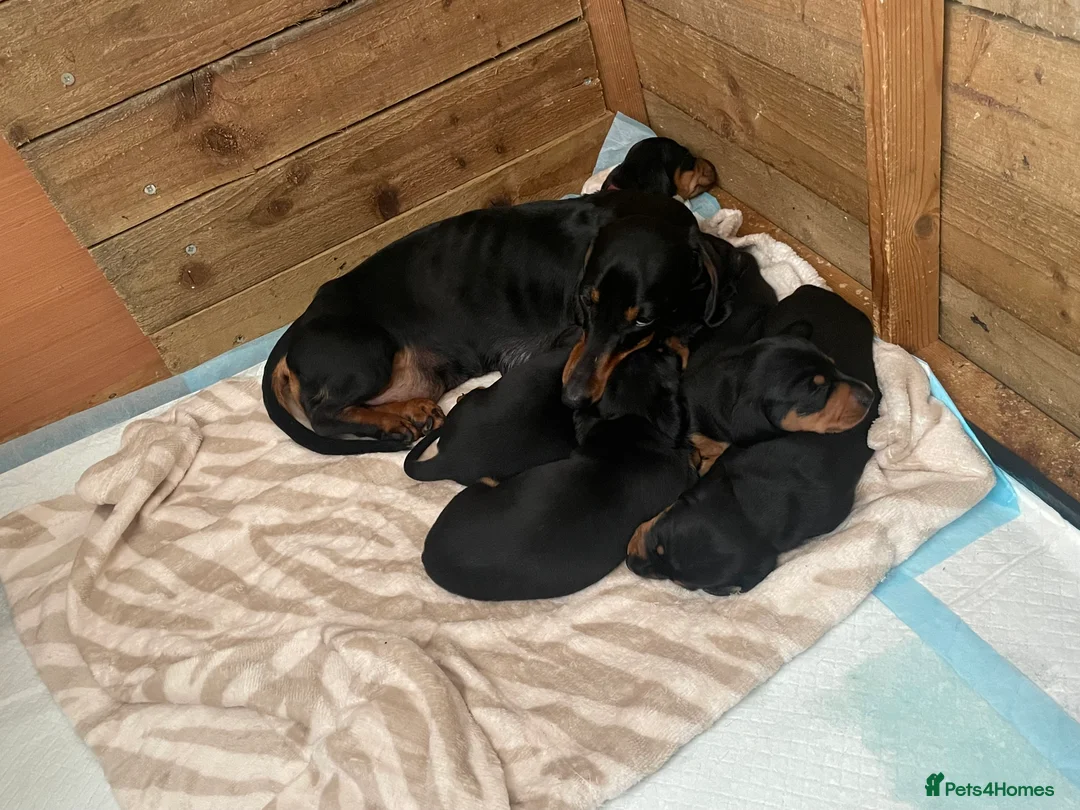 Miniature Dachshund dogs for sale: 4 black & tan miniature dachshund puppies. - Advert 2