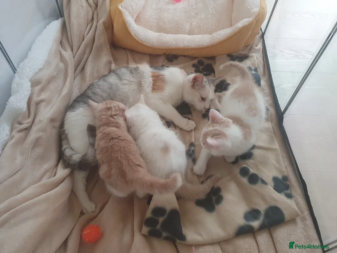 Mixed Breed cats for sale: 3 Gorgeous Little Fluffy Boys - Advert 2