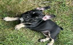 French Bulldog dogs for sale: French Bulldogs  - Image 20