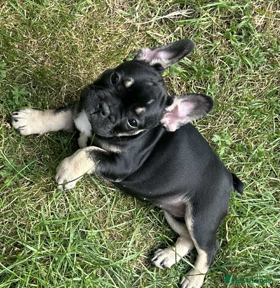 French Bulldog dogs for sale: French Bulldogs  - Image 20