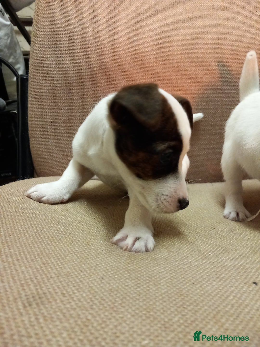 Parson Russell dogs for sale: Parson Russell Puppies  - Advert 2