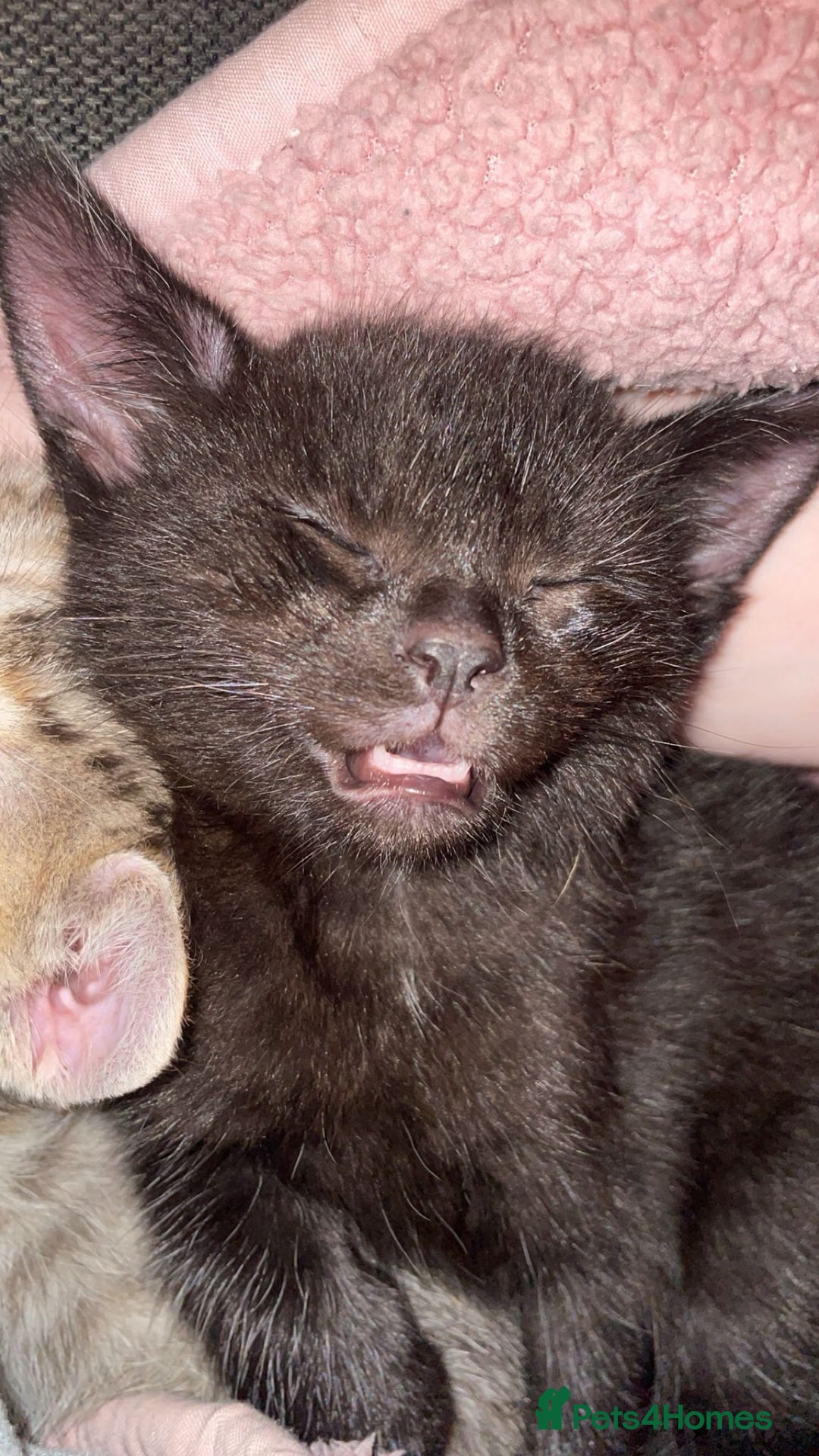 Mixed Breed cats for sale: Mixed breed kittens, mum half bengal - Advert 3