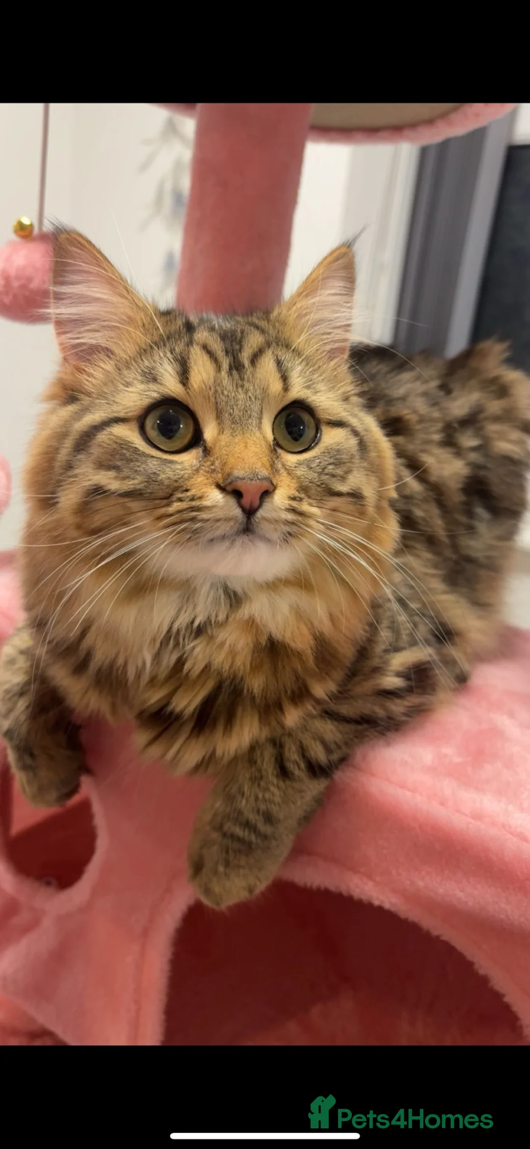 Norwegian Forest Cat cats for sale: 6 of the prettiest kitties for sale  - Advert 2