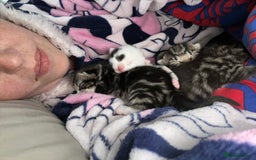 British Shorthair cats for sale: Kittens for sale - Image 9