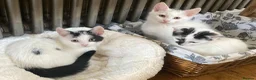 Turkish Van cats for sale: Gorgeous Turkish Van Kittens in Potters Bar - Advert 19