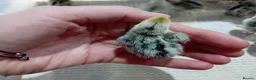 Quail poultry for sale: Snowflake Bobwhite Quail Chicks - Advert 5