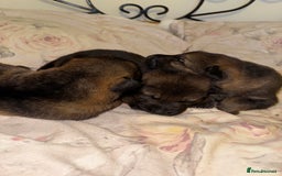 German Shepherd dogs for sale: 5 beautiful GSD puppies - Male £600 female £800 - Image 3