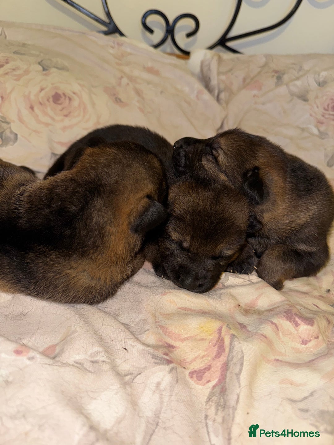 German Shepherd dogs for sale: 5 beautiful GSD puppies - Male £600 female £800 - Image 3