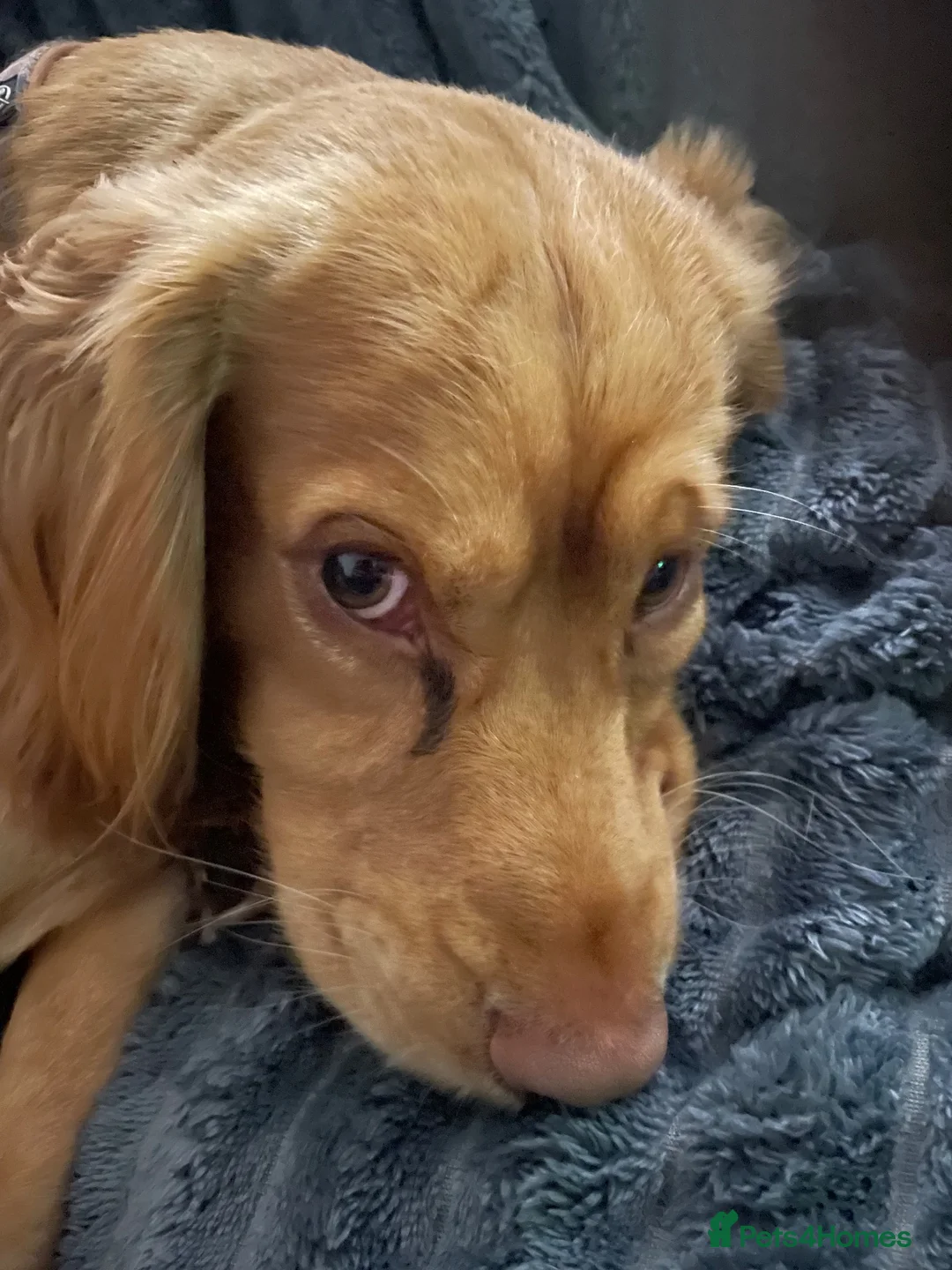 Cocker Spaniel dogs for sale: Cocker spanial - Advert 4