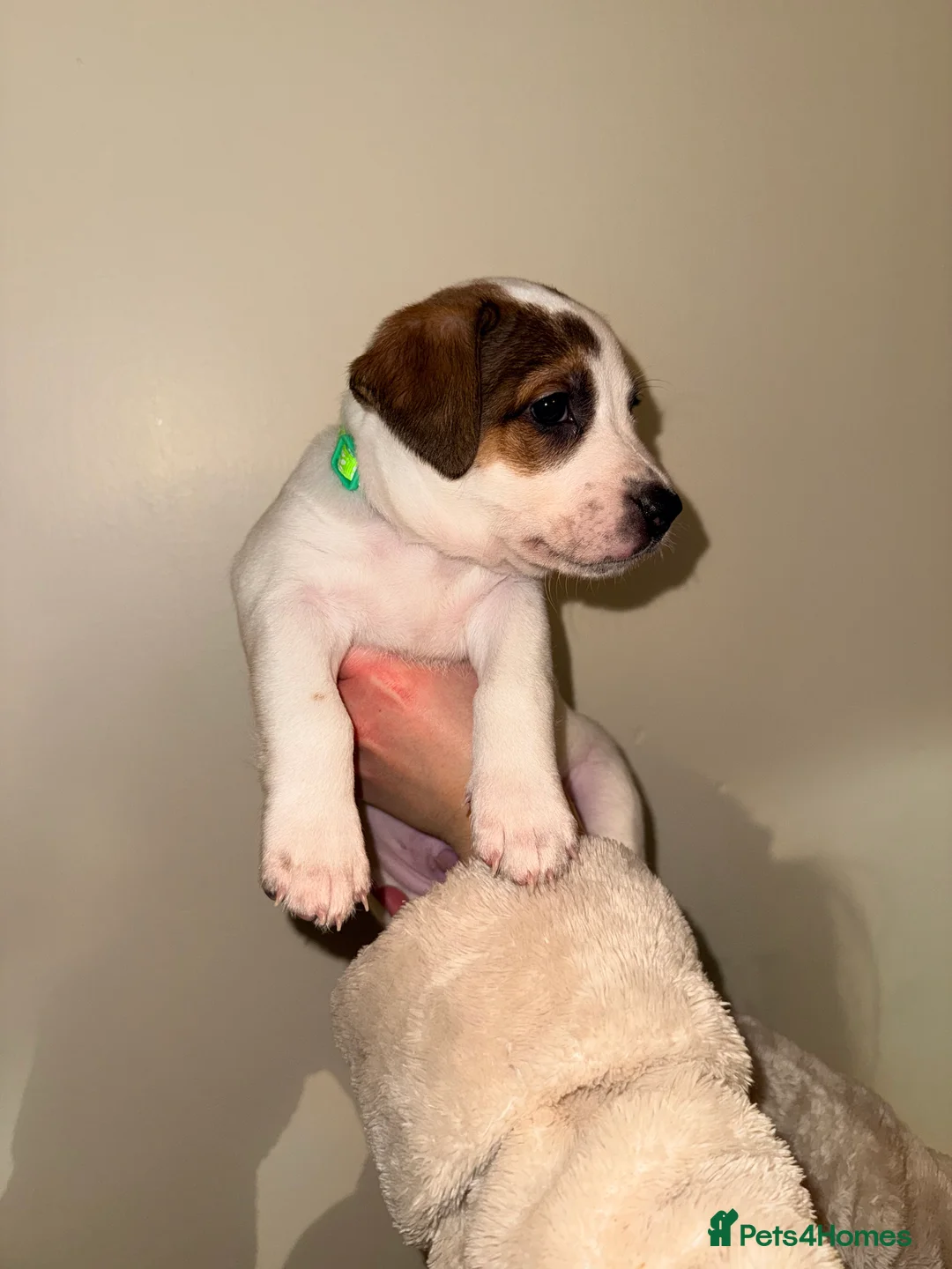 Mixed Breed dogs for sale: German Shepherd x Staffy x Jack Russell puppies  - Advert 4
