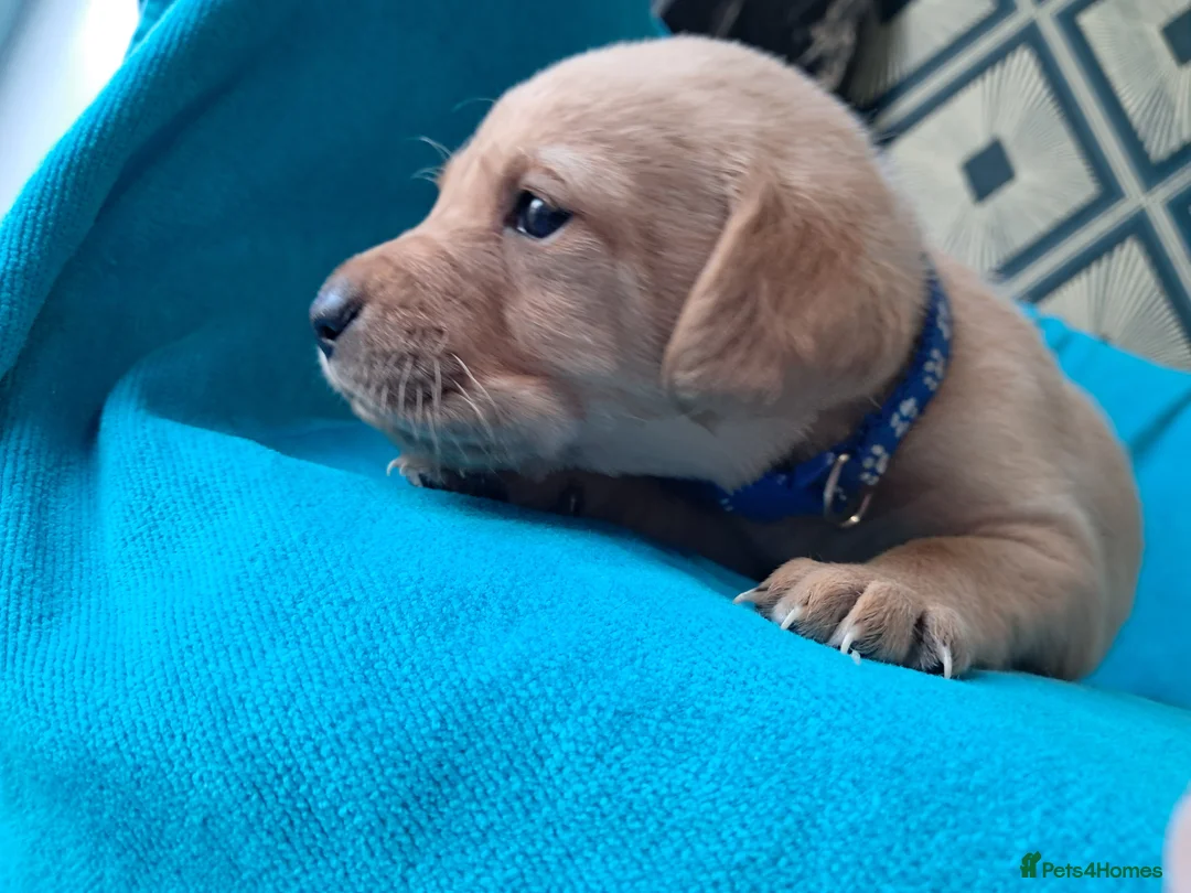 Labrador Retriever dogs for sale: Labrador Puppies - Advert 24