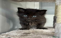 Maine Coon cats for sale: TICA registered large Maine Coon kittens - Image 10