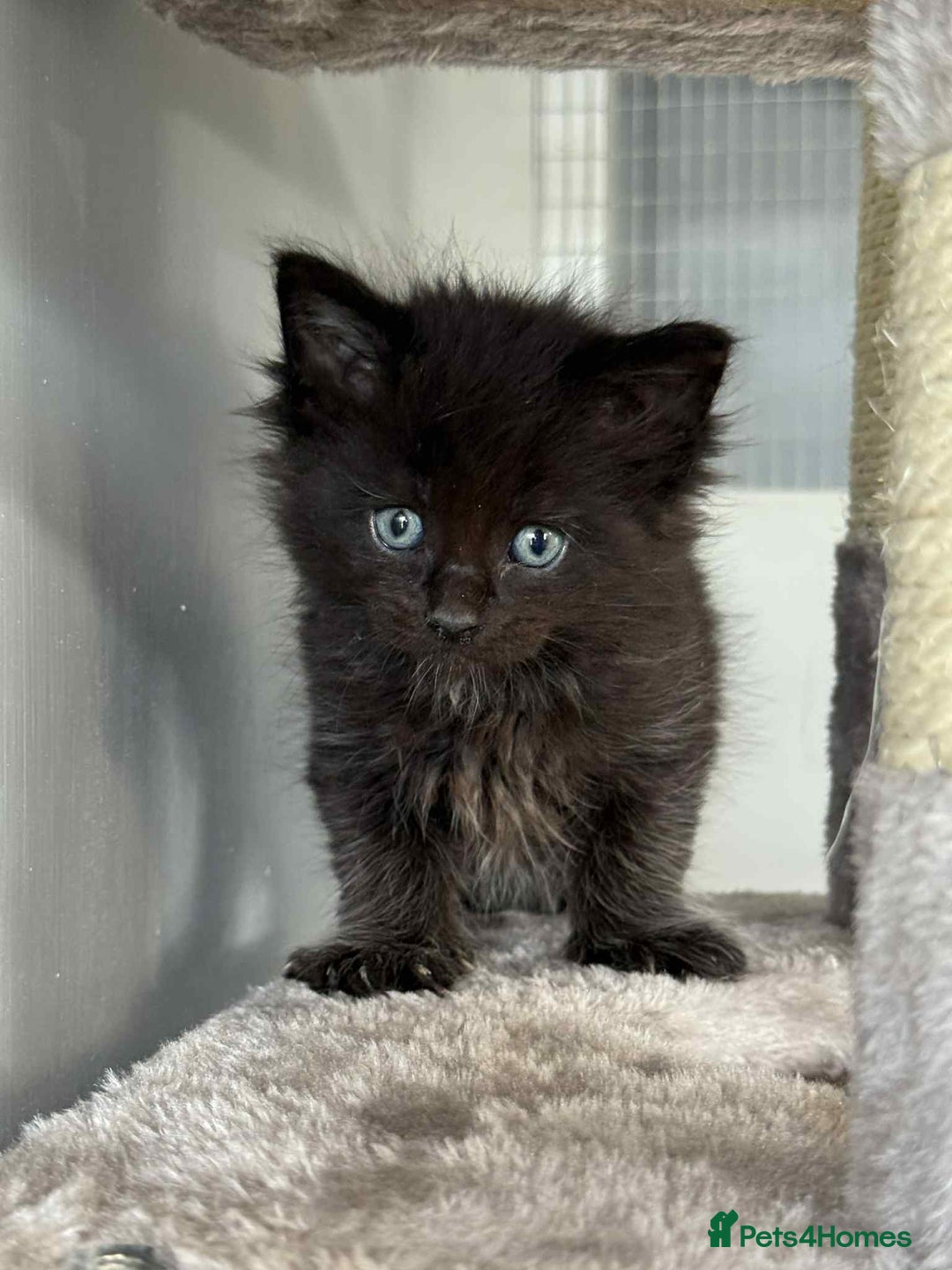 Maine Coon cats for sale: TICA registered large Maine Coon kittens - Image 10
