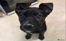 Mixed Breed dogs for sale: Bobby - Advert 6