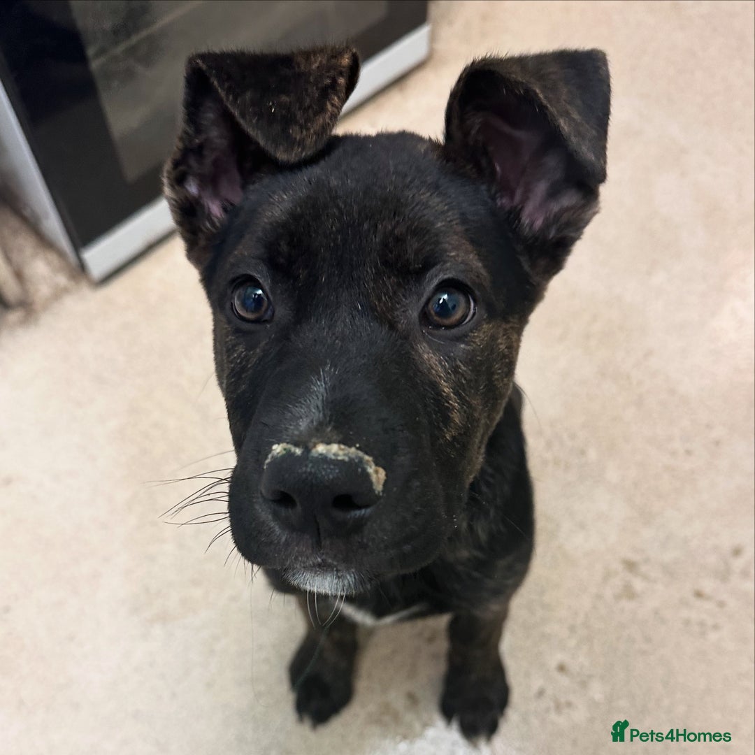 Mixed Breed dogs for sale: Bobby - Advert 6