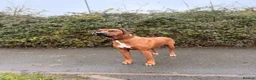 Rhodesian Ridgeback dogs for sale: Rhodesian Ridgeback Puppies For Sale in Basingstoke - Advert 5
