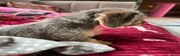 Doxiepoo dogs for sale: Beautiful Doxiepoo Puppy Looking for a Loving Home - Advert 5