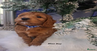 Cockapoo dogs RED COCKAPOO PUPS - Advert 1