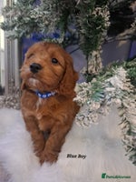 Cockapoo dogs RED COCKAPOO PUPS - Advert 6