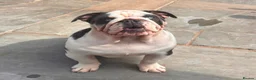 English Bulldog dogs for sale: 🐶 2 Gorgeous Male English Bulldog Puppies 🐶 - Advert 10