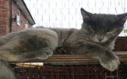 Maine Coon cats for sale: Maicoon XXL  - Image 5