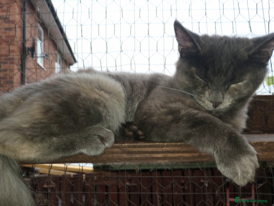 Maine Coon cats for sale: Maicoon XXL  - Image 5