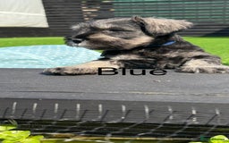 Miniature Schnauzer dogs for sale: Adorable miniature schnauzers  - Image 2