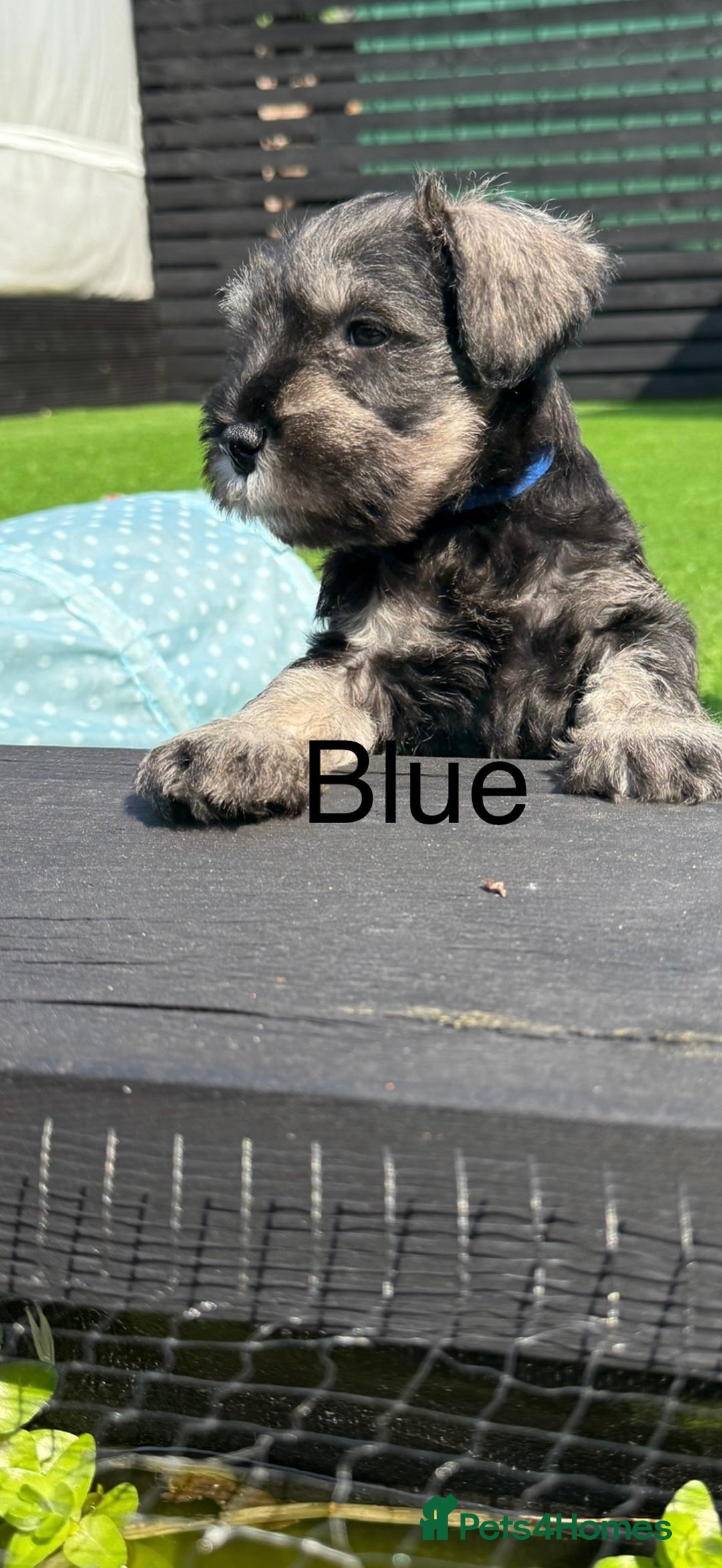 Miniature Schnauzer dogs for sale: Adorable miniature schnauzers  - Image 2
