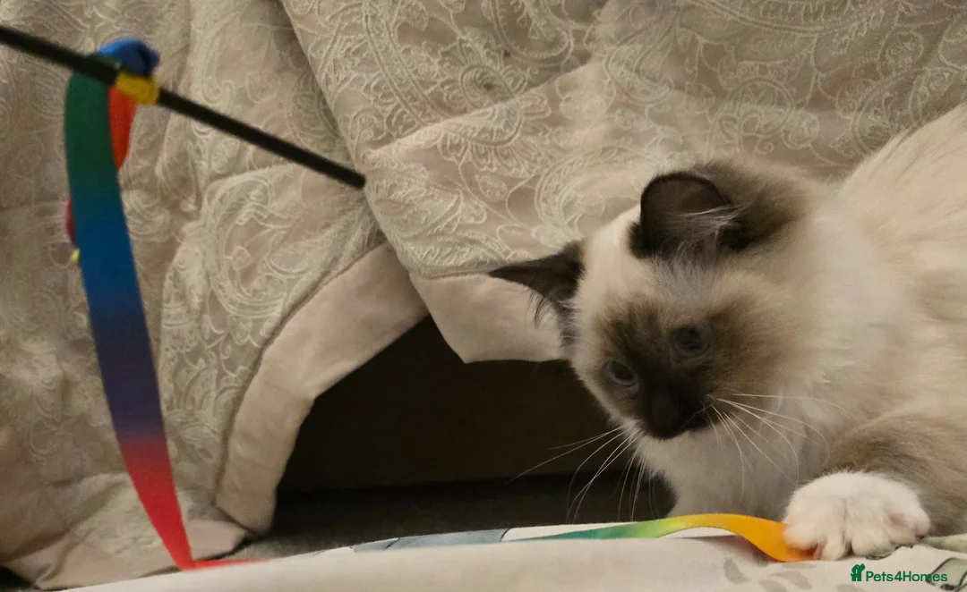 Ragdoll cats for sale: Ragdoll - Advert 13