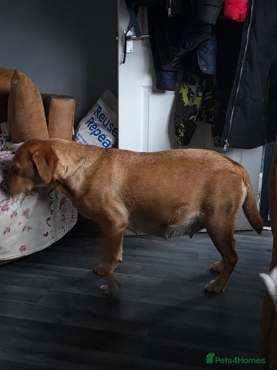 Labrador Retriever dogs for sale: 8 labrador puppies for sale  - Advert 17