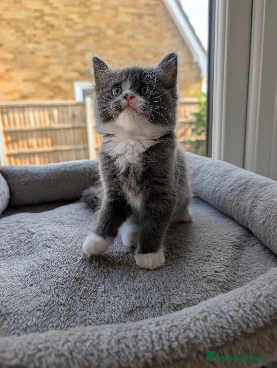 Domestic Shorthair cats for sale: Super stunning kittens - Image 11