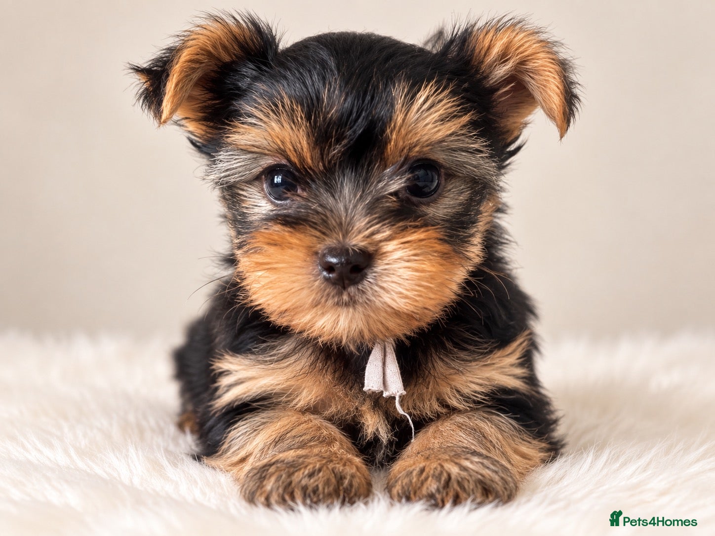 Yorkshire Terrier dogs 🐾✨  KC Registered Yorkshire Terrier Puppies ✨🐾   - Advert 2