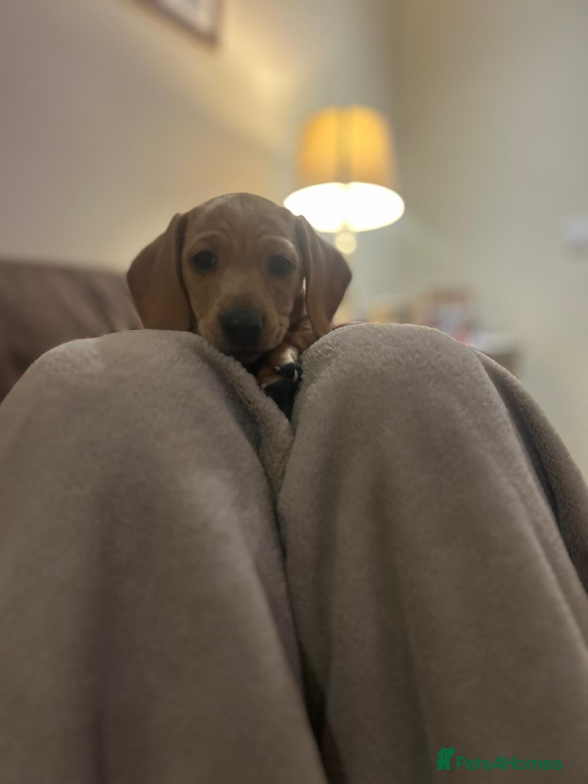 Miniature Dachshund dogs KC Registered Miniature Dachshund puppies  - Advert 1