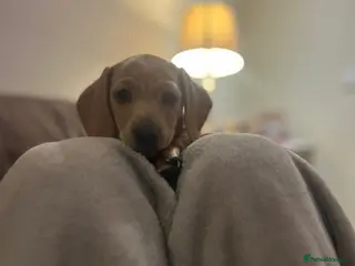 Miniature Dachshund dogs KC Registered Miniature Dachshund puppies - Advert 1