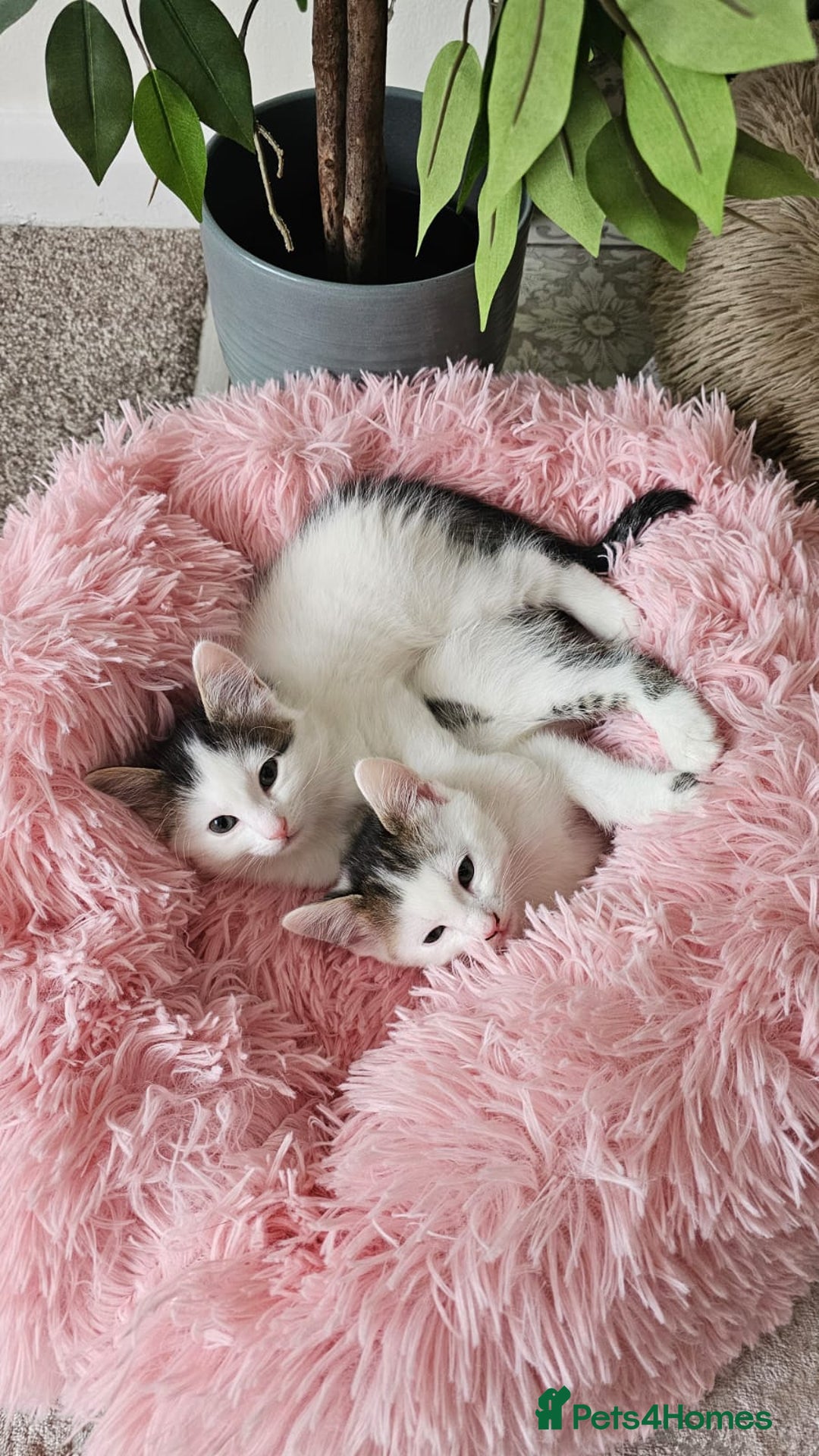 Mixed Breed cats for adoption: Gorgeous bonded pair of rescue kittens - Image 1