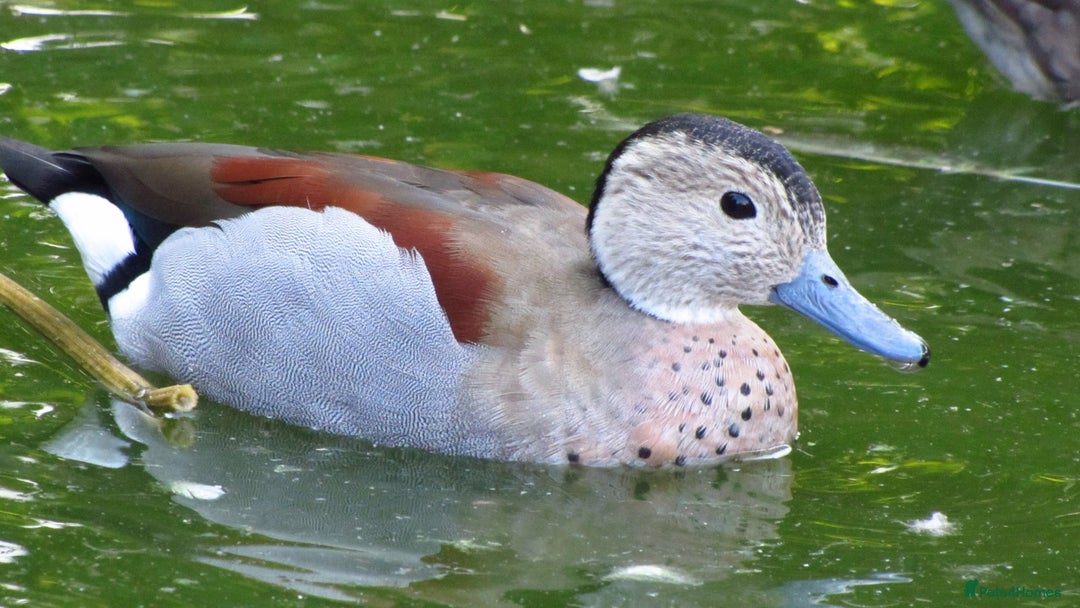 Ducks poultry for sale: Ornamental wildfowl  - Image 3