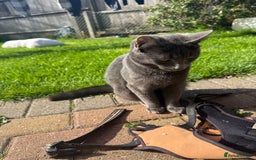 Mixed Breed cats for sale: Boy kitten age 8 months old  - Image 1