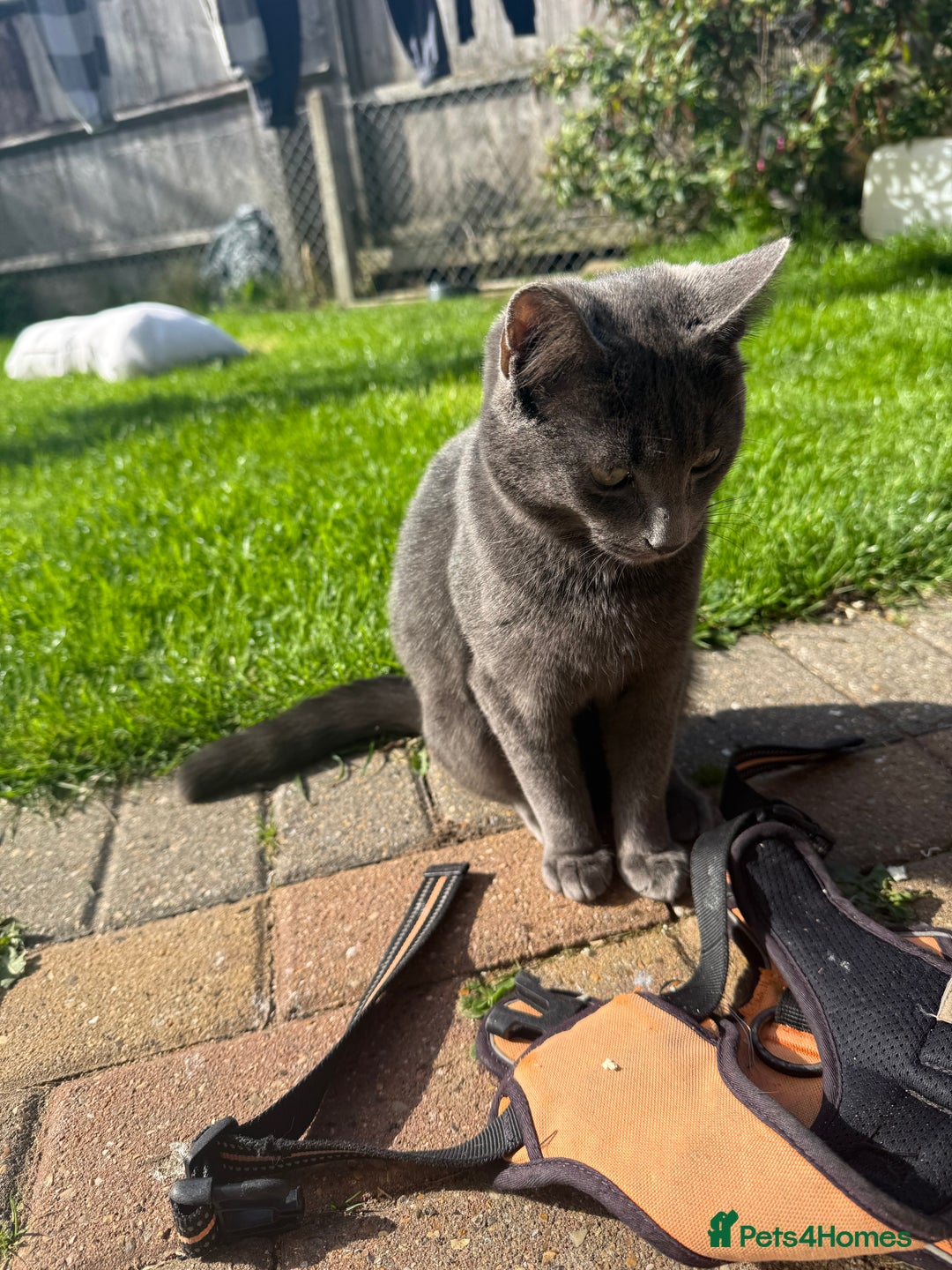 Mixed Breed cats for sale: Boy kitten age 8 months old  - Image 1