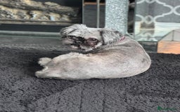 Shih Tzu dogs for sale: 2 dogs for rehoming  - Image 4