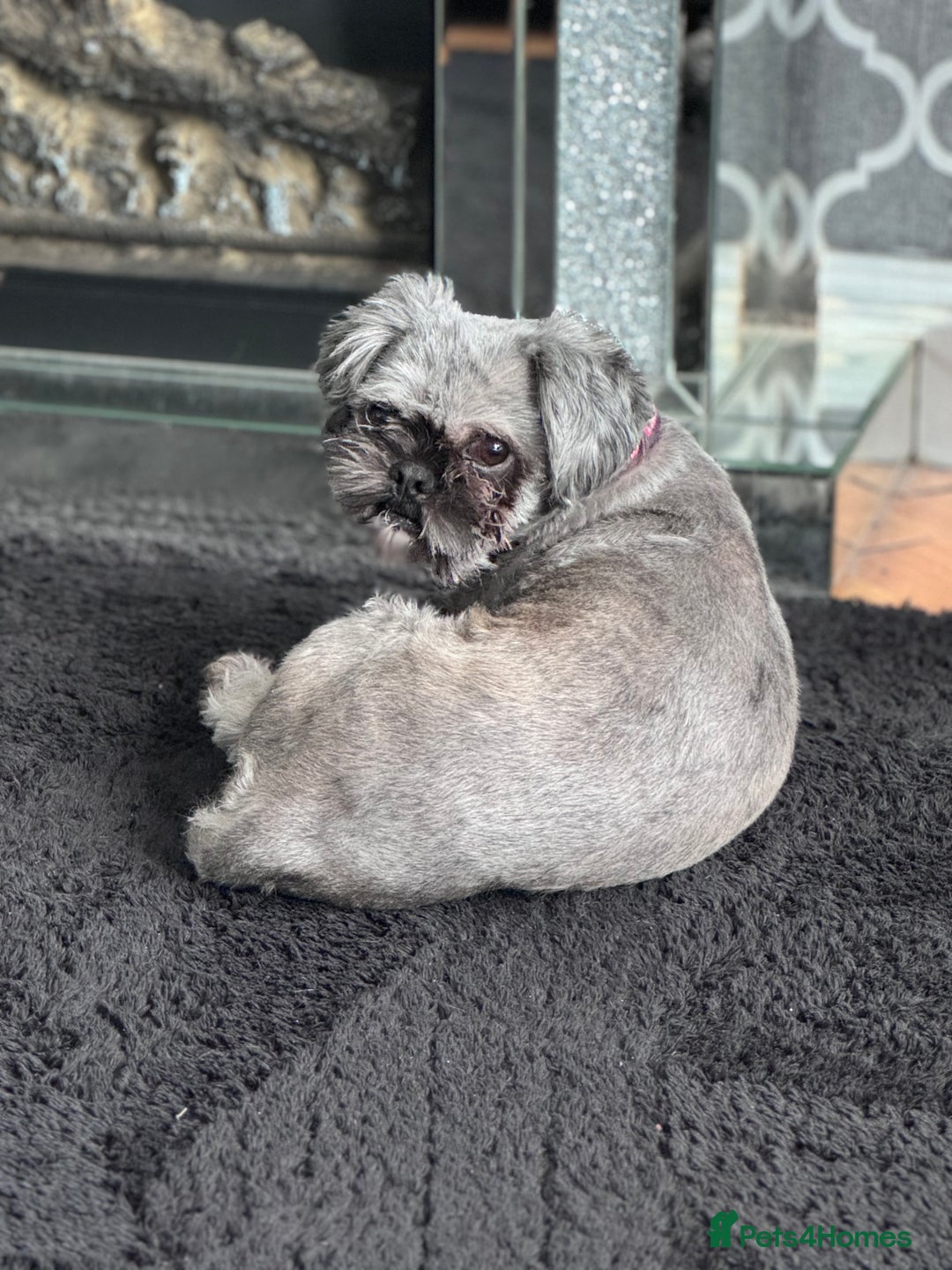 Shih Tzu dogs for sale: 2 dogs for rehoming  - Image 4