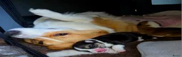 Welsh Corgi Pembroke dogs for sale: Stunning KC Registered Girl Dove Available.  - Advert 29