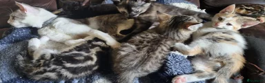 Mixed Breed 4