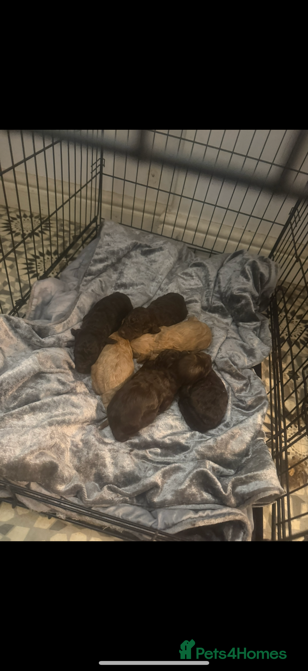 Cockapoo dogs for sale: Cockapoo f2 pups  - Image 1
