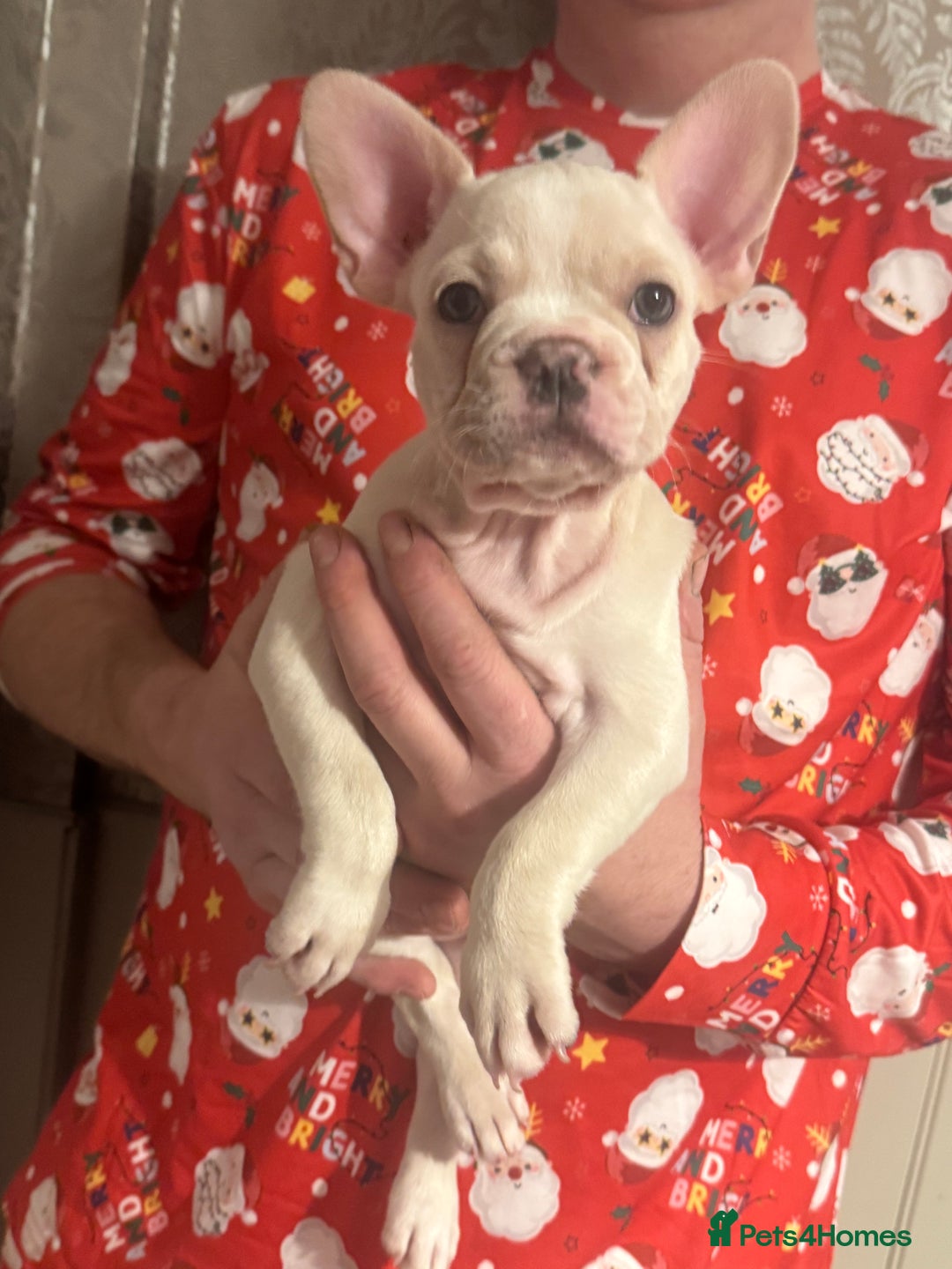 French Bulldog dogs for sale: last girl ready to leave now 🐾⚡️ - Advert 1