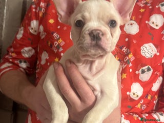 French Bulldog dogs last girl ready to leave now 🐾⚡️ - Advert 17