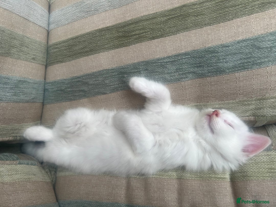Turkish Angora cats for sale: Two beautiful Turkish Angora kittens  in Cambridge - Image 6
