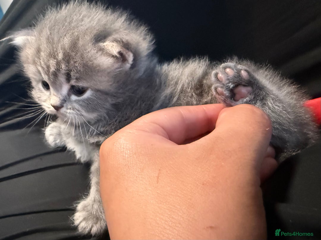 Persian cats for sale: 🐾 Curly-Haired Persian Kittens  - Image 7