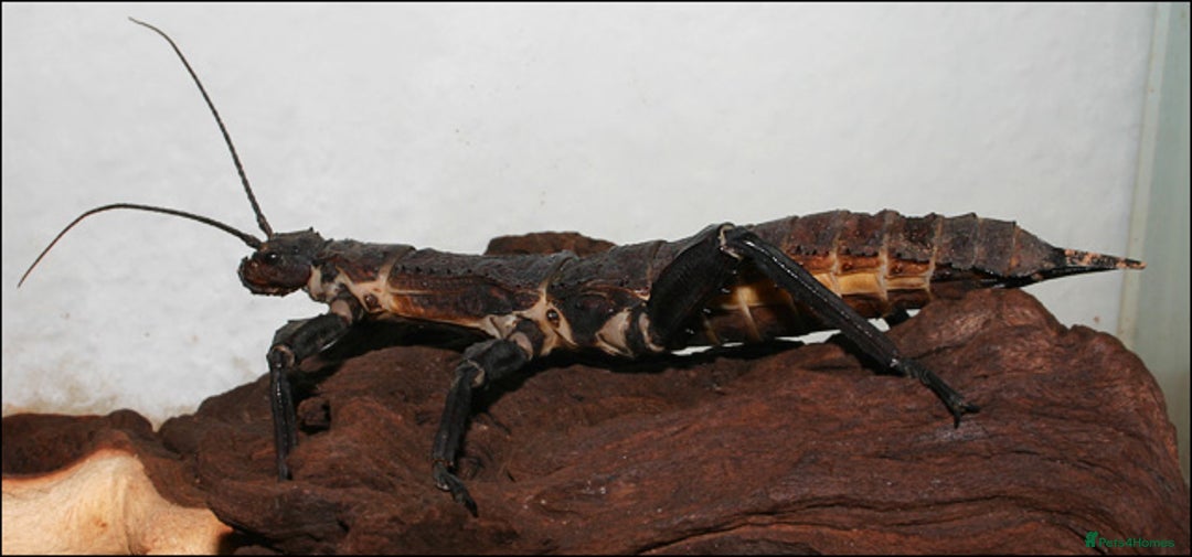 Stick Insects invertebrates for sale: GIANT Spiny Stick Insects - Large Nymph Pair!!! - Advert 2