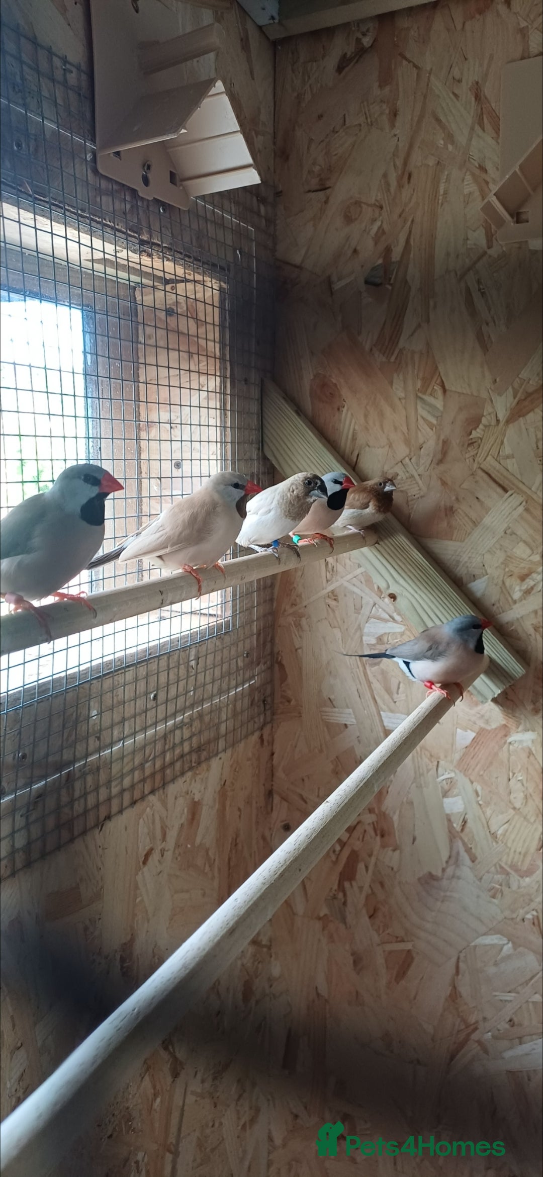Finches birds for sale: Hecks finches and begalese  - Image 5